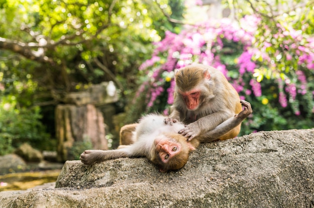 中国海南省の熱帯自然公園で互いに毛づくろいするアカゲザル2頭の大人の赤い顔のサル 自然林エリアで生意気な猿 危険な動物と野生動物のシーン マカカ ムラッタ プレミアム写真