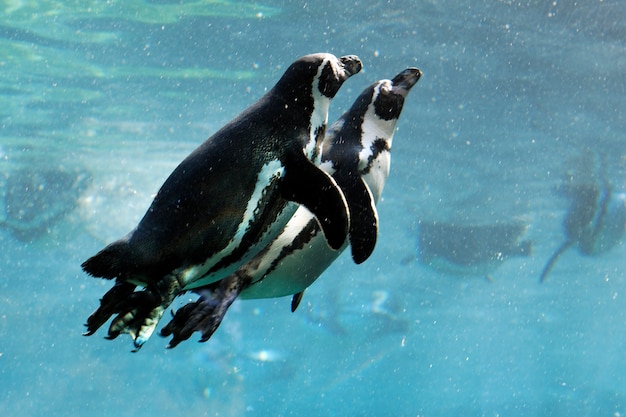 ペンギン 写真 1 000 高画質の無料ストックフォト