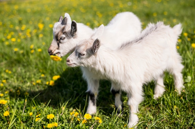 Premium Photo | Two baby goats walk in a blooming meadow in the spring