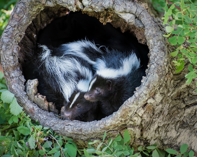 Premium Photo | Two baby skunks in a hollow log