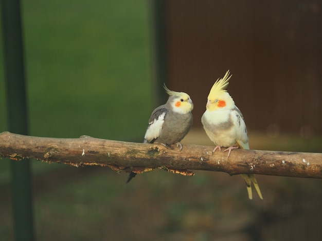 Free Photo | Two birds in a branch