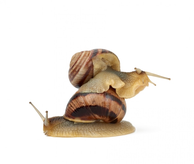 Two brown snails are isolated on a white background | Premium Photo