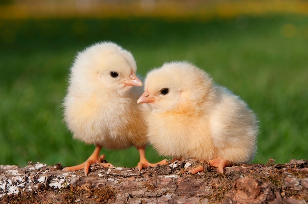 Premium Photo | Two chicks on a log