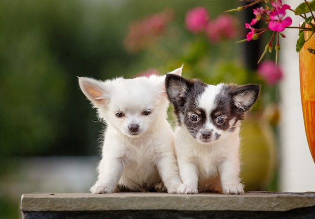 2つのかわいいチワワの子犬が花瓶の近くに座っています プレミアム写真