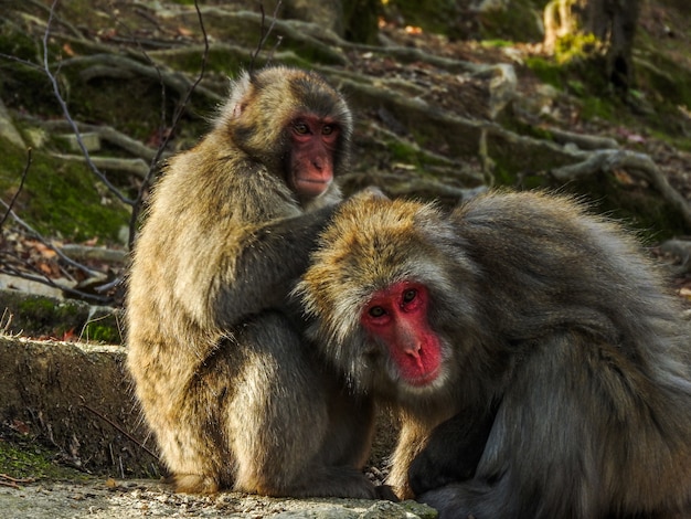 無料の写真 森で遊んでいる2つのかわいいニホンザル猿の友人