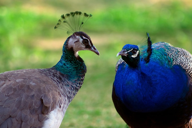 Premium Photo | Two cute peacocks; male and female, looking at each ...