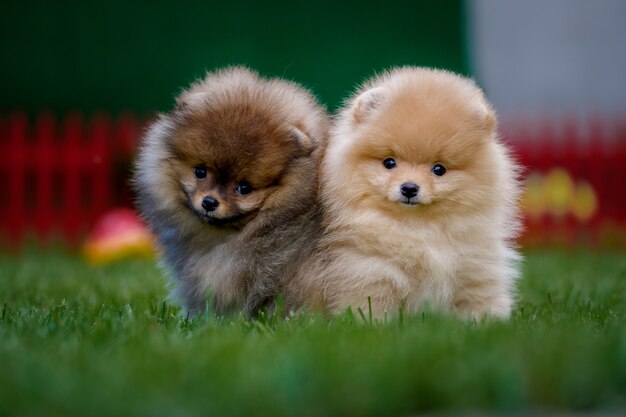 緑の芝生の上に2匹のかわいいポメラニアンの子犬が座っています プレミアム写真