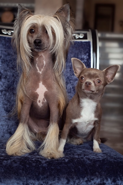 long hair chinese crested