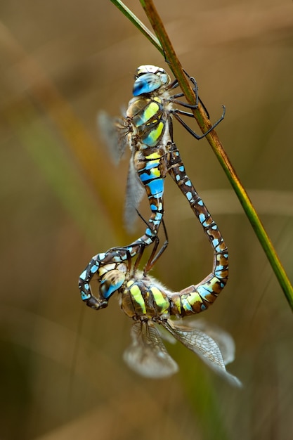 Premium Photo Two Dragonflies Mating 1727