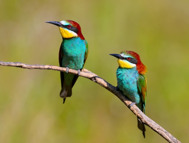 Premium Photo | Two european bee eaters with exotic colors