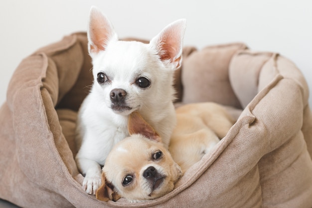 犬のバスケットを自宅で横になっている2つの面白いチワワ子犬 プレミアム写真