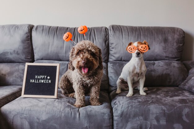 Premium Photo Two Funny Dogs Sitting On The Sofa With Halloween Glasses And Diadem Letter Board Besides With Happy Halloween Message Life Style At Home