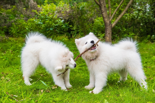 2匹の面白いふわふわの白いサモエドの子犬の犬が緑の芝生で遊んでいます プレミアム写真