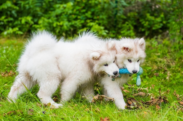 2つの面白いふわふわの白いサモエド子犬犬が緑の芝生でおもちゃで遊んでいます プレミアム写真