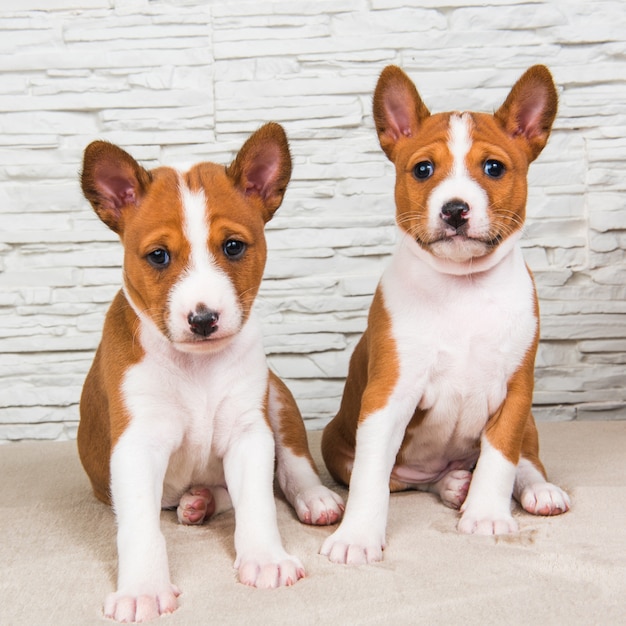 白い壁の背景に2つの面白い小さな赤ちゃんバセンジー子犬犬 プレミアム写真