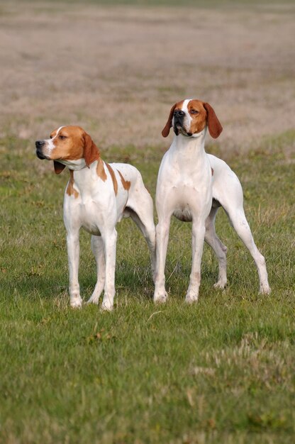 Two German Shorthaired Pointer Dogs Photo Premium Download