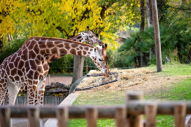 Premium Photo | Two giraffes (giraffa camelopardalis) in captivity