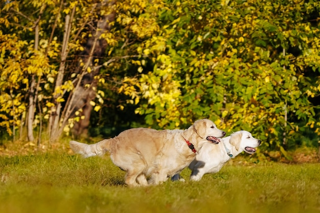 Premium Photo | Two golden retrievers having fun running with each ...