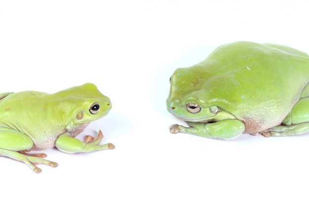 Two green tree frogs | Free Photo