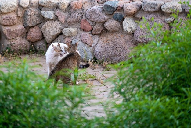 2匹のホームレス猫がホームレスと捨てられた動物の戦いの問題を叫んでいます プレミアム写真