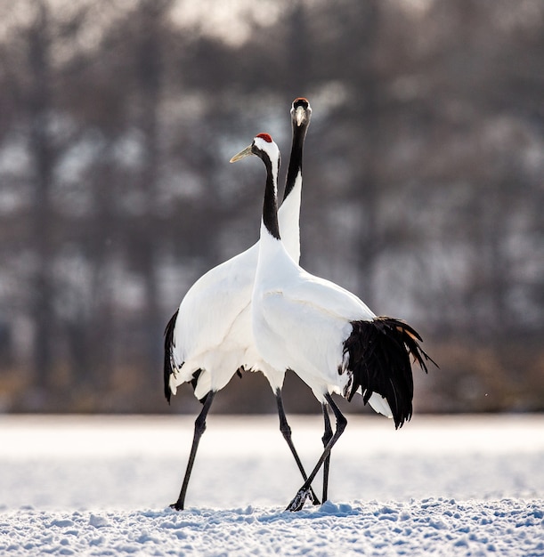 Premium Photo | Two japanese cranes are lending on the snow. japan ...