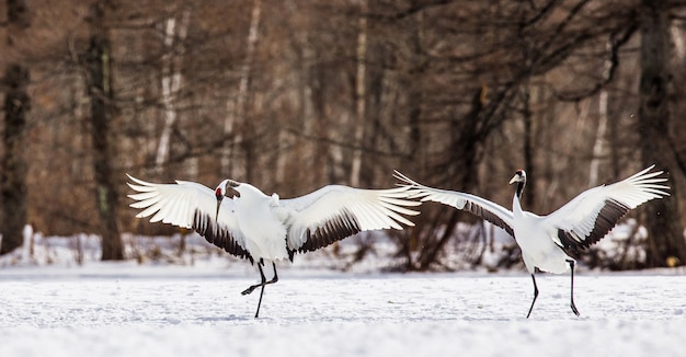 Premium Photo | Two japanese cranes in flight