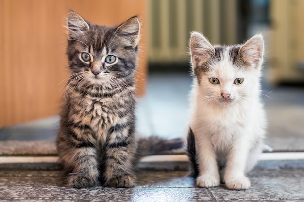 Premium Photo The Two Kittens Sit On The Floor In The Room White Spotted And Gray Striped Kittens Are One By One Kittens Are Friends