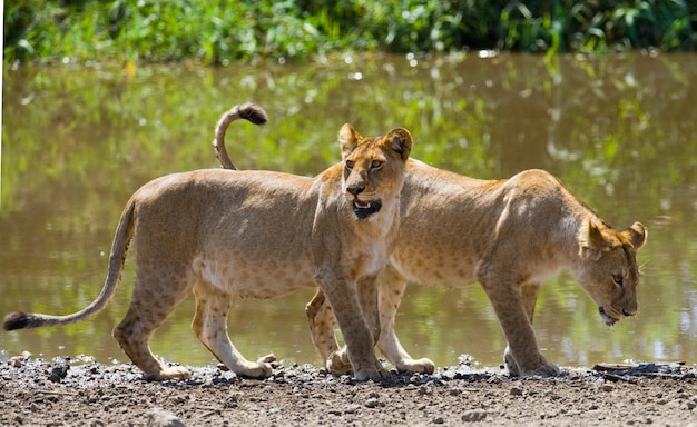 Premium Photo Two Lionesses In The Savannah 3640