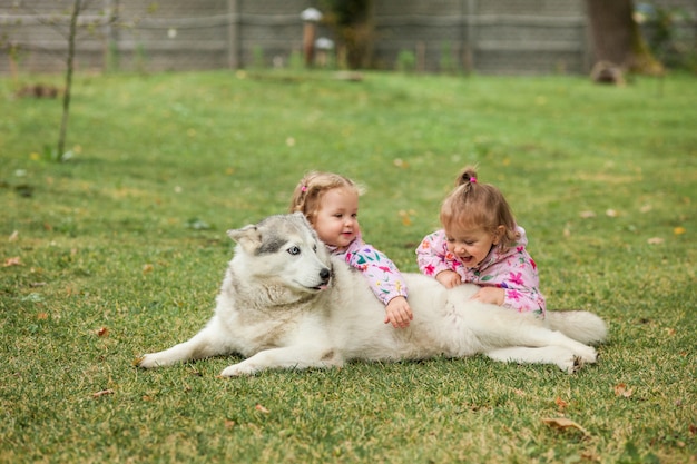Husky playing with children