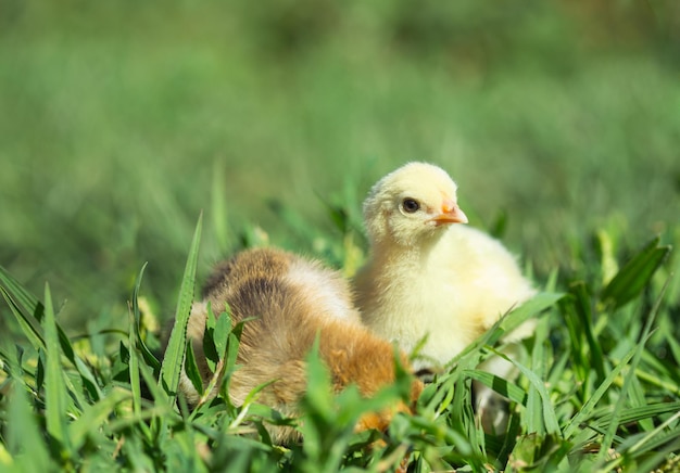 Premium Photo | Two little chickens in the grass