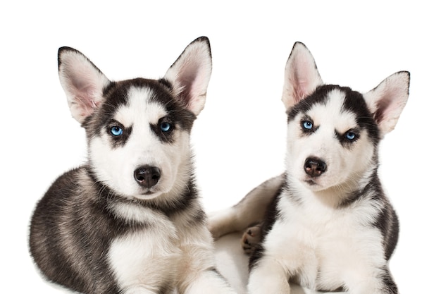 孤立した青い目をしたシベリアンハスキー犬の2匹の小さなかわいい子犬 美しい子犬 プレミアム写真
