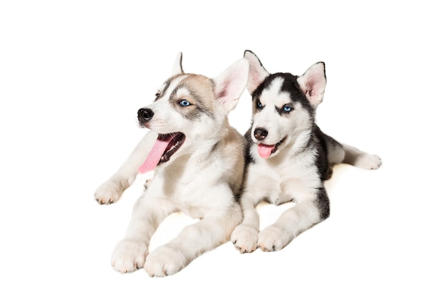 孤立した青い目をしたシベリアンハスキー犬の2匹の小さなかわいい子犬 美しい子犬 プレミアム写真