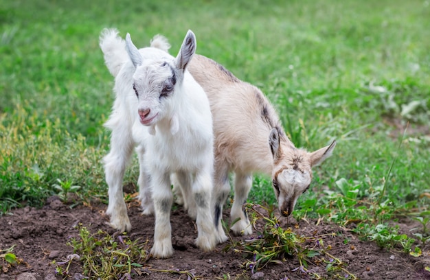 Premium Photo | Two little goats graze in the garden on green grass