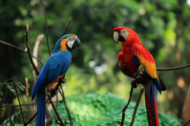 Premium Photo | Two macaws perched on a tree branch