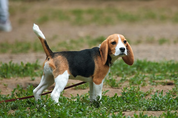 Premium Photo | Two month old beagle puppy stands on green grass on a ...