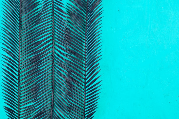 Free Photo | Two palm leaves pattern against teal background