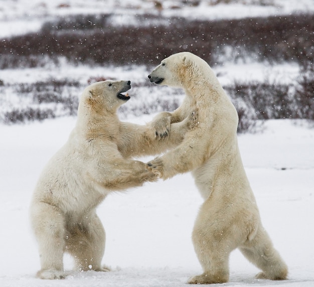 Premium Photo | Two polar bears playing with each other in the snow