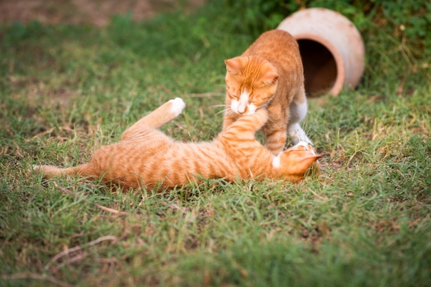 Two red kittens | Free Photo