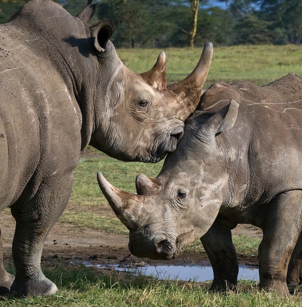 Premium Photo | Two rhinoceros are fighting with each other.