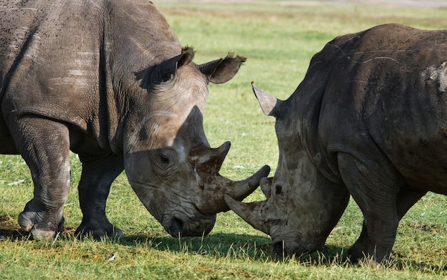 Premium Photo | Two rhinoceros are fighting with each other.