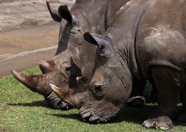 Premium Photo | Two rhinoceros in the savanna.