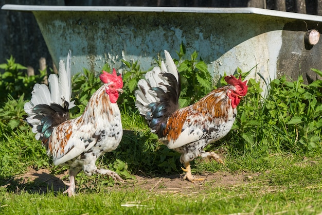 2羽の雄鶏が村の緑の芝生の上を歩く プレミアム写真