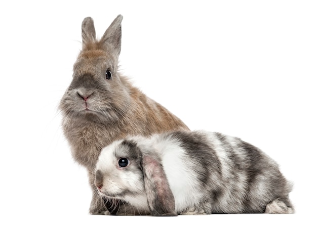 Premium Photo | Two sad rabbits isolated on white