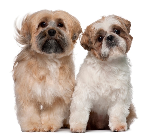 Premium Photo | Two shih tzu's, 2 years old, sitting