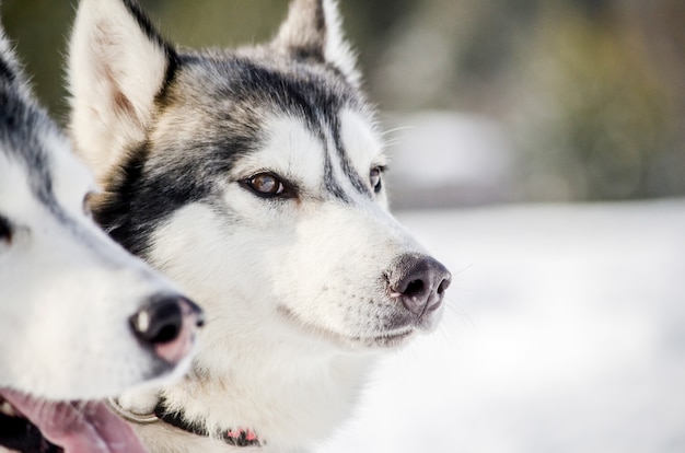 2匹のシベリアンハスキー犬が周りを見回しています ハスキー犬は黒と白のコート色をしています プレミアム写真