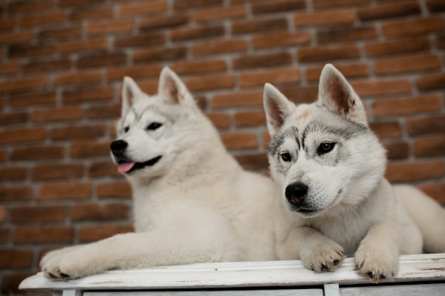 自宅で2つのシベリアンハスキー子犬が座って遊ぶ 犬のいる生活 プレミアム写真