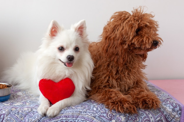 Premium Photo Two Small Dogs White Pomeranian And Red Brown Miniature Poodle Are Lying On Litter A White Dog Holds A Red Toy Heart In Its Paws