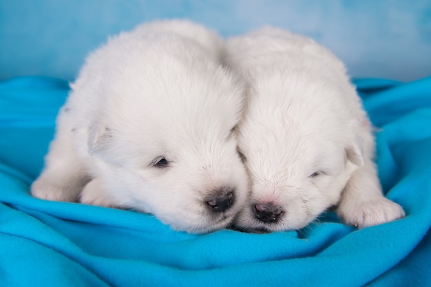 生後1ヶ月のかわいい白いサモエドの子犬2匹 プレミアム写真