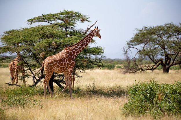 Premium Photo | Two somalia giraffes eat the leaves of acacia trees