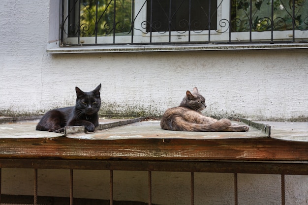 cat under house